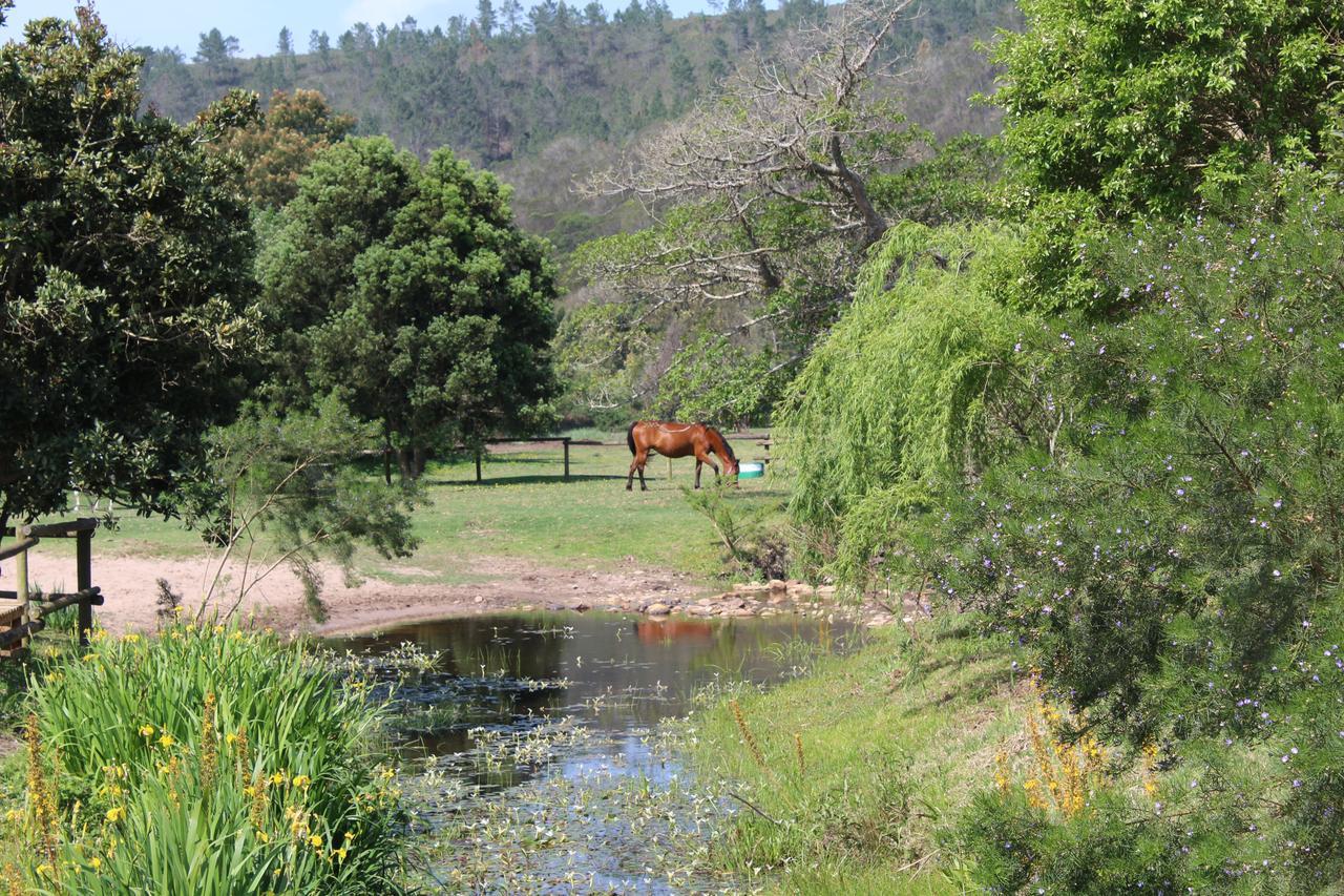 Boschrivier farm Villa Wittedrif Esterno foto